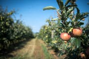 Blick in eine Apfelplantage in Güttingen. Obstbauern dürfen ihre Pflanzen unter Auflagen wieder bewässern. (Bild: Reto Martin)
