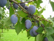 Dank der Hitze prall, saftig und süss: In der Schweiz wird eine Ernte von über 3400 Tonnen Zwetschgen und 4000 Tonnen Brennzwetschgen erwartet. (Bild: Schweizer Obstverband)