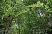 Der Wald ist schon lange nicht mehr wilde Natur: Ohne menschliches Eingreifen wäre die Region Werdenberg und Obertoggenburg fast ausschliesslich von Buchen überwuchert. (Bild: Jessica Nigg)