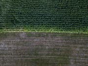 Markante Auswirkungen des Wassermangels sind bei landwirtschaftlichem Kulturland deutlich sichtbar. (Symbolbild: Pius Amrein, 5.8.2018)