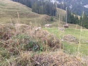 Auf der Chnubelalp bei Finsterwald im Entlebuch hat sich das Gras wegen der Trockenheit bereits verfärbt. (Bild: PD)