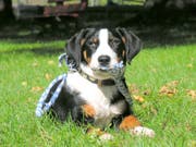Weit weniger verbreitet als früher: Der Appenzeller Sennenhund. (Bild: Armando Bianco)