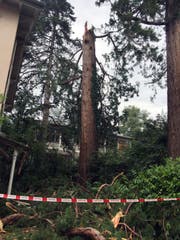 Der Blitz schlug in diesen Baum ein (Bild: Roman Hodel)