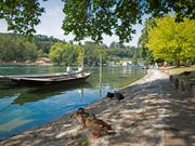 Sogar die Wasservögel suchen den Schatten: Stockenten und Blesshühner am Rheinufer in Schaffhausen. (Bild: KEYSTONE/MELANIE DUCHENE)