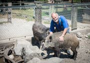 Walter Mauerhofer mit seinen Wildschweinen Franky und Charlotte. (Bild: Reto Martin)