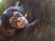 Das Ende Mai im Zoo Basel geborene Affenmädchen Ponima klammert sich fest an seine Mutter Garissa. (Bild: Keystone/Zoo Basel (Torben Weber))