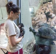 Das Muttertier Balima ist brennend interesasiert am Affenbaby. (Bild: pd)
