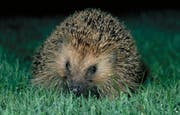 Ein Igel im Siedlungsraum. (Bild: PD/Fabio Bontadina/stadtwildtiere.ch))