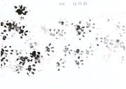 Spurenblatt mit Igelspur der Aktion «Igel gesucht». (Bild: PD/stadtwildtiere.ch)