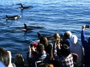 Die einzige nachhaltige Jagd auf Wale: Whale-Watching an der Küste Kaliforniens. (Bild: KEYSTONE/AP/NICK UT)