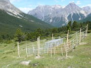 Im Schweizerischen Nationalpark untersuchten WSL-Forschende mithilfe von Zäunen, welche Rolle Tiere verschiedener Grösse für das Ökosystem einer Wiese spielen. (Bild: Anita Risch / WSL)