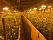 Beim Überfall auf diese Hanfplantage in einer Fabrikhalle in Altstätten SG im Februar 2015 wurden zwei Männer mit Gewehrschüssen schwer verletzt. Das Kantonsgericht St. Gallen beurteilte den Fall in zweiter Instanz. (Bild: Kapo SG)
