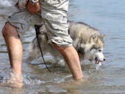 Eine Genossenschaft kündigte einem Mann zu Unrecht den Mietvertrag, weil er sich einen Husky gekauft hatte. (Bild: KEYSTONE/DOMINIC FAVRE)