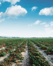 Tomaten wurden so lange gekreuzt, bis sie zwar gross, aber beinahe geschmacklos waren. (Bild: Getty)