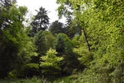 Auch ohne FSC-Zertifizierung wird Holz aus Schweizer Wäldern weiterhin nachhaltig und umweltgerecht produziert. (Bild: Urs M. Hemm)
