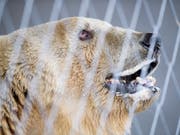 Bär Napa ist an den Zähnen operiert und kastriert worden. In Arosa soll es keine jungen Bären geben (Archivbild). (Bild: KEYSTONE/GIAN EHRENZELLER)