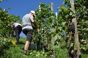 Die Mitglieder des Walvereins Wuppenau ernten die Trauben aus ihrem Rebberg am Nollen. (Bild: Nicola Ryser)