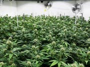 Cannabis ist verboten und wird trotzdem massenhaft konsumiert. Für den Nationalrat ist das kein Grund, Hanf zu legalisieren. (Bild: KEYSTONE/ANTHONY ANEX)
