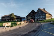 Treibt die Bauerfamilie Keller ihre Kühe auf die Weide, sehen das Autofahrer wegen der schlechten Sicht erst spät. Das mittlere Haus wird deswegen abgebrochen. (Bild: Thomas Hary)
