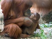 Nachwuchs bei den Orang-Utans im Zoo Basel: Mutter Maia mit ihrem Töchterchen Padma. (Bild: Keystone/Zoo Basel (Torben Weber))