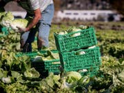Die beiden Agrarinitiativen «Fair Food» und «Für Ernährungssouveränität» verlieren gemäss Umfragen zwei Wochen vor der Abstimmung immer mehr an Zustimmung. (Bild: Keystone/KEYSTONE/TI-PRESS/FRANCESCA AGOSTA)