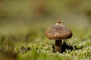 Im Symbolbild: Ein Pilz, aufgenommen auf dem Grimsel. (Leserbild: Marianne Schmid)