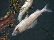 Im Hitzesommer 2003 verendeten Fische im Rhein. (Bild: KEYSTONE/STEFFEN SCHMIDT)
