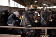Ob der italienische Büffel-Mozzarella aus artgerechter Tierhaltung stammt, können Schweizer Kunden in Erfahrung bringen. (Bild: Alamy)