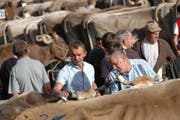 An den Viehschauen werden die Kühe begutachtet. (Bild: APZ)