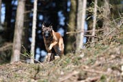 Polizeihund Ike hat eine feine Spürnase. (Bild: Zuger Polizei/PD)