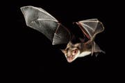 Das Grosse Mausohr ist eine der 22 Fledermausarten, die im Toggenburg auf der Suche nach mehr Lebensraum sind. (Bild: René Güttinger)
