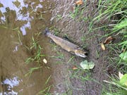 Wegen einer überlaufenen Güllegrube verendeten in Lully FR über 100 Fische. (Bild: zvg/Kapo FR)