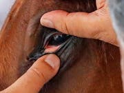 Der Tierarzt prüft das Pferd nach der Ankunft auf Herz und Auge (Bild: KEYSTONE/EPA/ERIK S. LESSER)