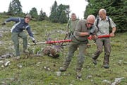 2017 erlegten die St.Galler Jäger 848 Rothirsche. Im laufenden Jahr sollen es nochmals mehr sein. (Bild: Markus P. Stähli/wildphoto.ch)