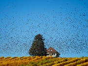 Ein Vogelschwarm über den Reben am Genfersee. Der Klimawandel dürfte auch das Verhalten der Zugvögel beeinflussen. Die lang anhaltende Hitze und die Trockenheit haben aber den Flugplan kaum verändert. (Bild: KEYSTONE/VALENTIN FLAURAUD)