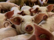 Die Afrikanische Schweinepest ist für die Tiere tödlich, für Menschen aber ungefährlich. (Bild: KEYSTONE/EPA/MARKUS HEINE)