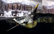 Der Eselspinguin Loki lebt und schwimmt im Loveland Living Planet Aquarium in Utah. Bild: Steve Griffin/AP (Draper, 17. August 2018)