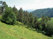 Den Föhrenweidewäldern, wie hier in Evasberg in Mosnang, kommt im WEP Nummer 17 eine besondere Bedeutung zu. (Bild: PD)