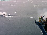 Kommerzieller Walfang wird nicht erlaubt: Die Internationale Walfangkommission lehnte einen entsprechenden Antrag Japans ab. (Bild: KEYSTONE/EPA GREENPEACE/JEREMY SUTTON-HIBBERT)