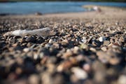 Freiwillige in 57 Städten entlang des Rheins sammeln heute am Ufer Abfall wie Plastikflaschen oder Zigarettenstummel. (Bild: Getty)