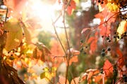 Hübsch anzusehen: Verfärbte Blätter in der Herbstsonne. (Bild: Manuel Lopez/Keystone)