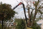 Mit Kran und Säge fällen Spezialisten die kranke Linde. (Bild: PD)