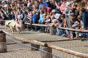 Angefeuert vom Publikum absolvieren die Säuli ihr Rennen.