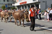 Alpabfahrt: Die Bauern ziehen mit ihren Herden den heimatlichen Höfen entgegen. (Bilder: PF)