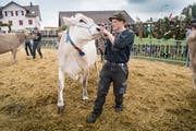 Stolz präsentieren die Landwirte an der Viehschau ihre Kühe. (Bild: Ralph Ribi)