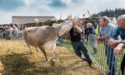 Häggenschwil kürt die Schönsten (Bild: Ralph Ribi)