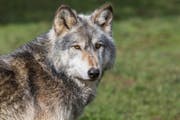 Der Wolf hat in Flühli mehrere Schafe gerissen. (Symbolbild: Getty)