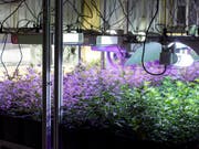 Indoor-Hanf-Produktion in Entlebuch: Die Firma Organic Concept AG hat eine Anlage entwickelt, in der mit gezieltem und dosiertem Lichteinsatz Energie beim Anbau der Pflanzen gespart werden kann. (Bild: KEYSTONE/ALEXANDRA WEY)