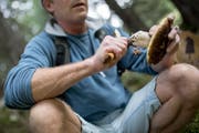 Ein Pilzsammler mit einem schönen Exemplar eines Steinpilzes. (Bild: Boris Bürgisser; Fräkmüntegg, 20. September 2018)