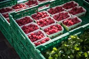 Gesunde Himbeeren, feilgeboten am Markt an der Reuss. (Bild: Nadia Schärli (Luzern, 23. September 2017))